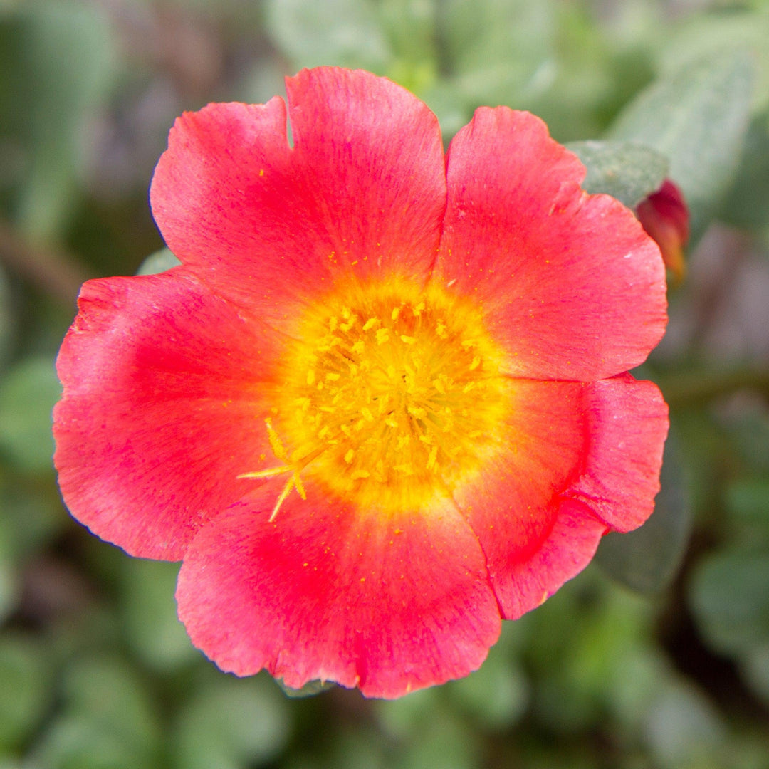 Portulaca oleracea 'Jumbo Salsa' ~ Jumbo Salsa Purslane-ServeScape