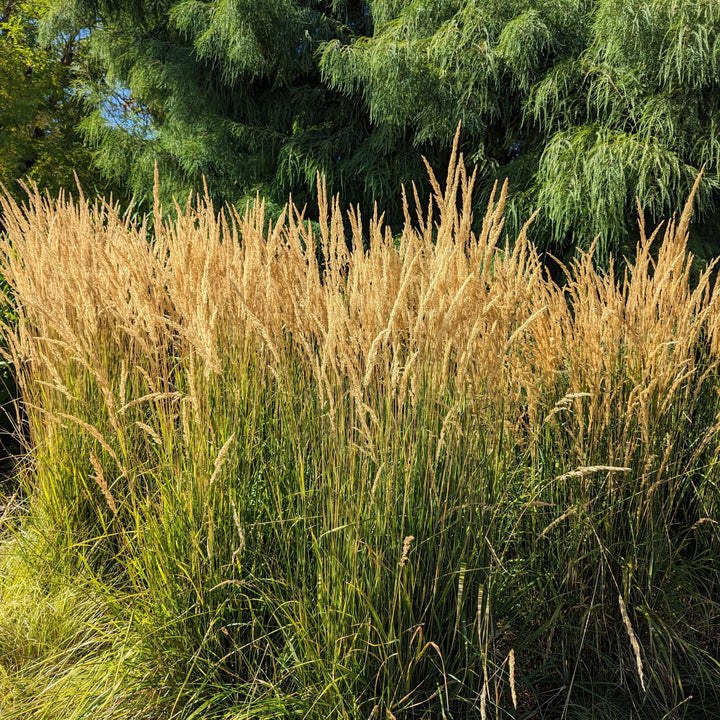 Feather Reed grass