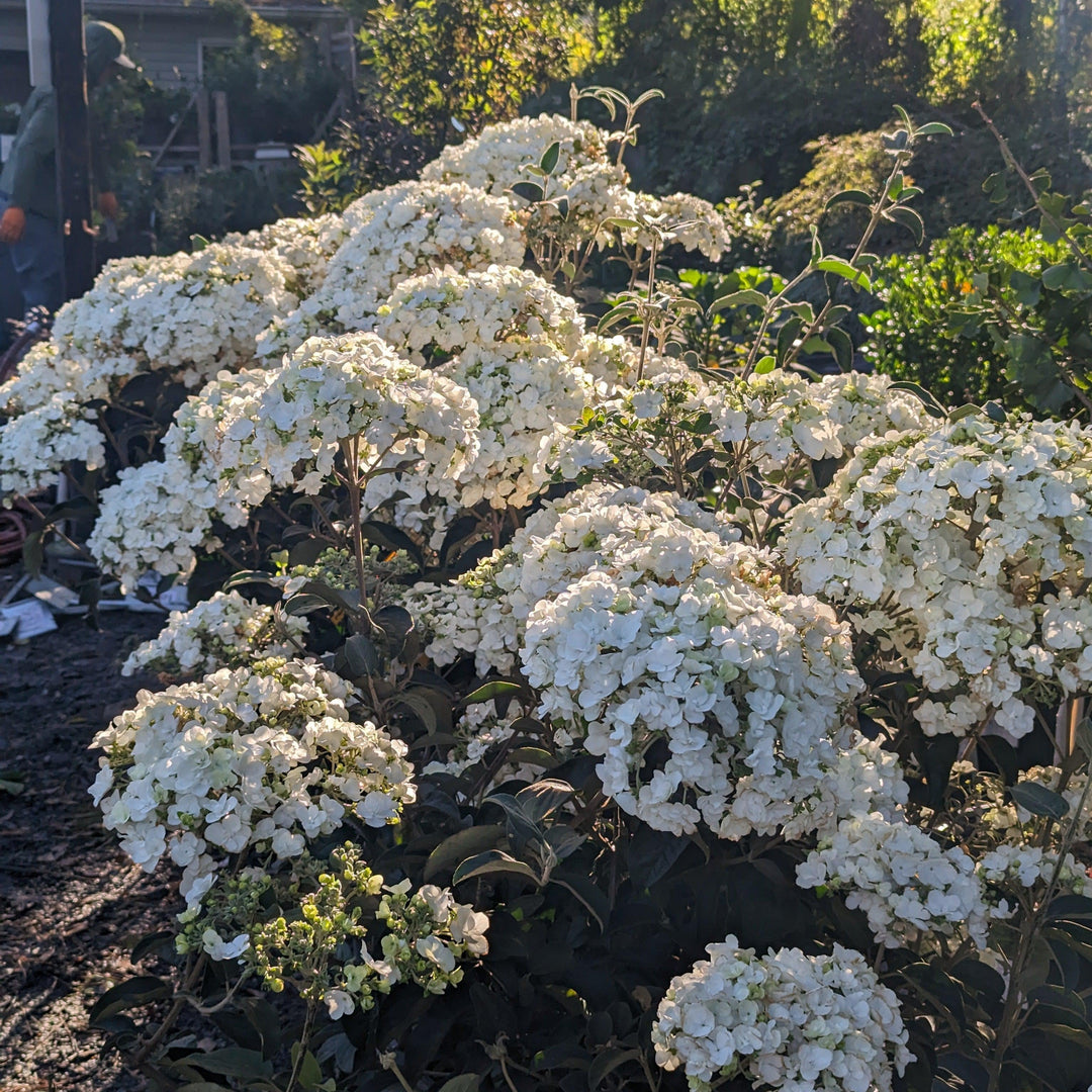 Viburnum macrocephalum ~ Chinese Snowball Viburnum-ServeScape