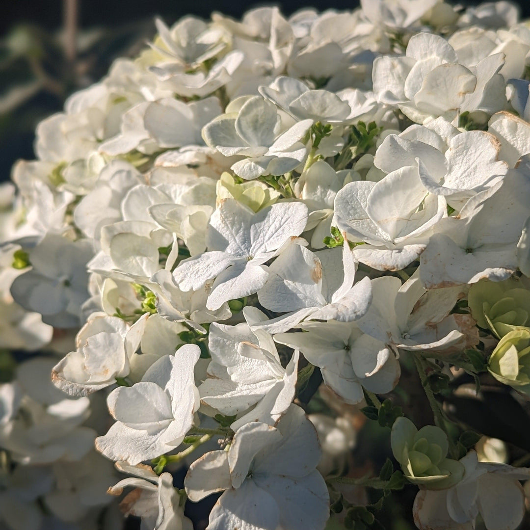 Viburnum macrocephalum 'Sterile' ~ Sterile Viburnum, Chinese Snowball-ServeScape