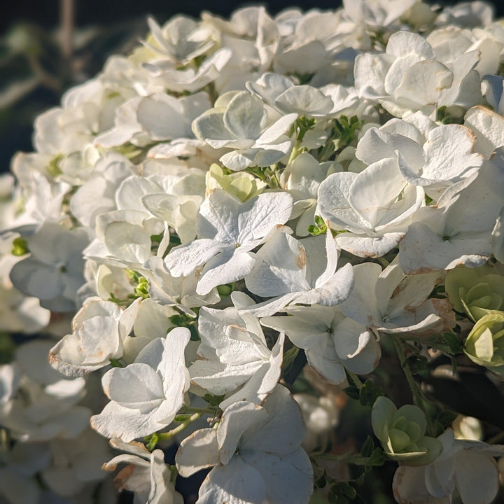 Viburnum macrocephalum 'Sterile' ~ Sterile Viburnum, Chinese Snowball-ServeScape