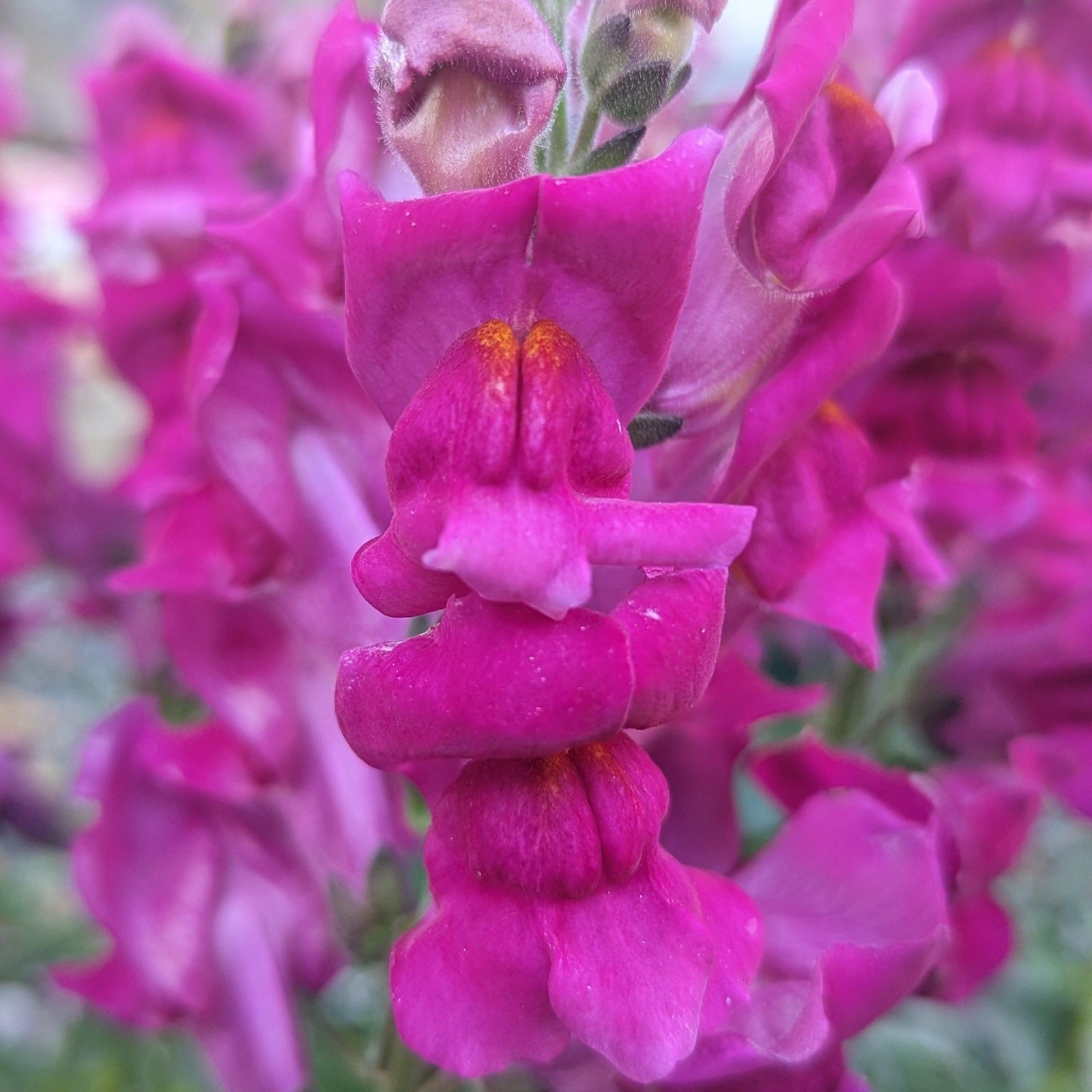 Antirrhinum majus 'Liberty Classic Lavender' ~ Liberty Classic™ Lavender Dwarf Snapdragon-ServeScape