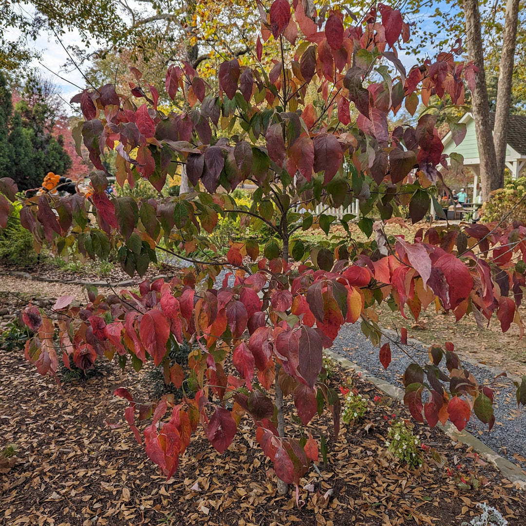 Cornus florida 'Comco No. 1' ~ Cherokee Brave Dogwood-ServeScape