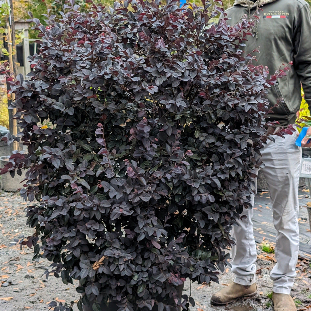 Loropetalum chinense f. rubrum ‘Carolina Midnight’ ~ Carolina Midnight Fringe Flower-ServeScape