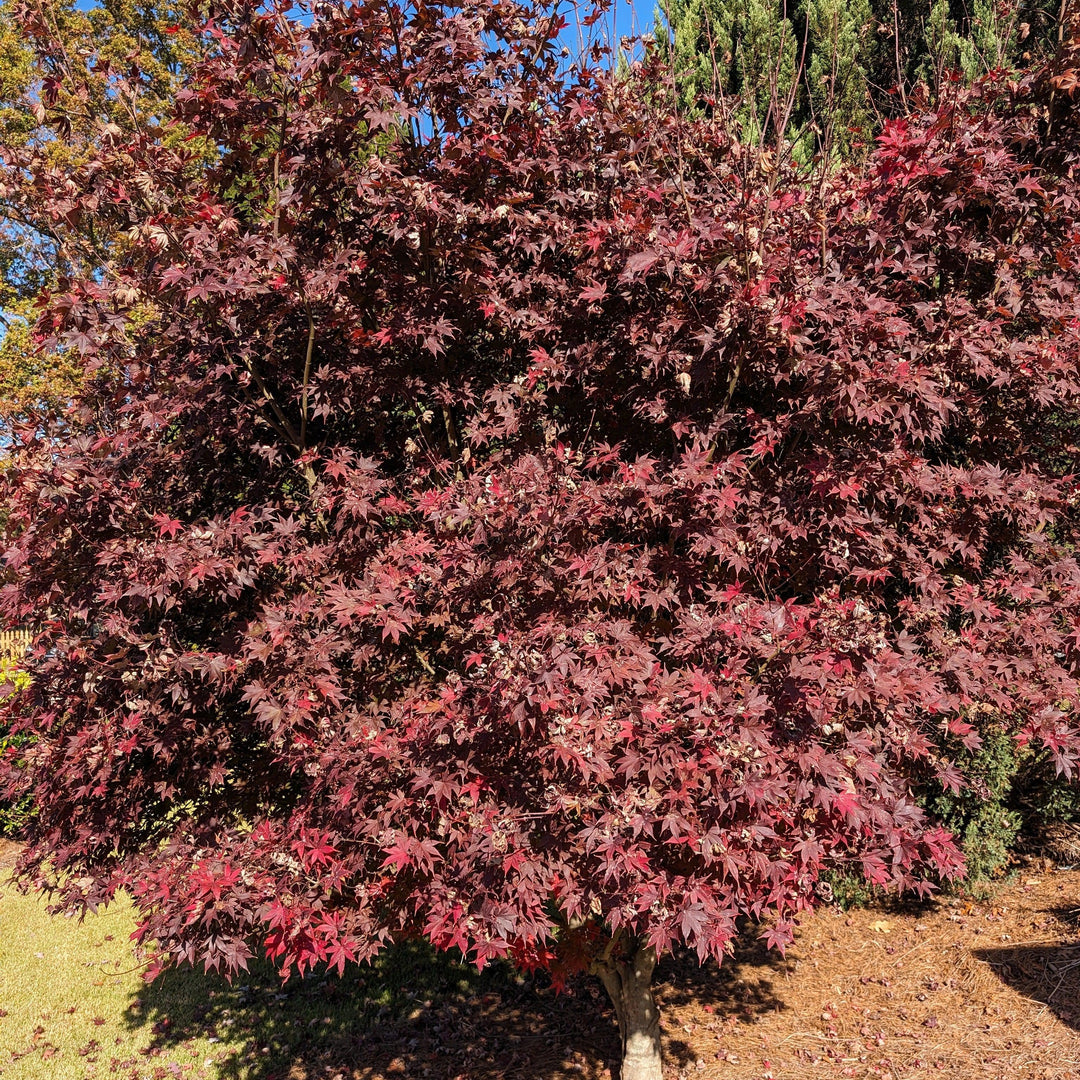 Acer palmatum 'Bloodgood' ~ Japanese Maple 'Bloodgood'-ServeScape