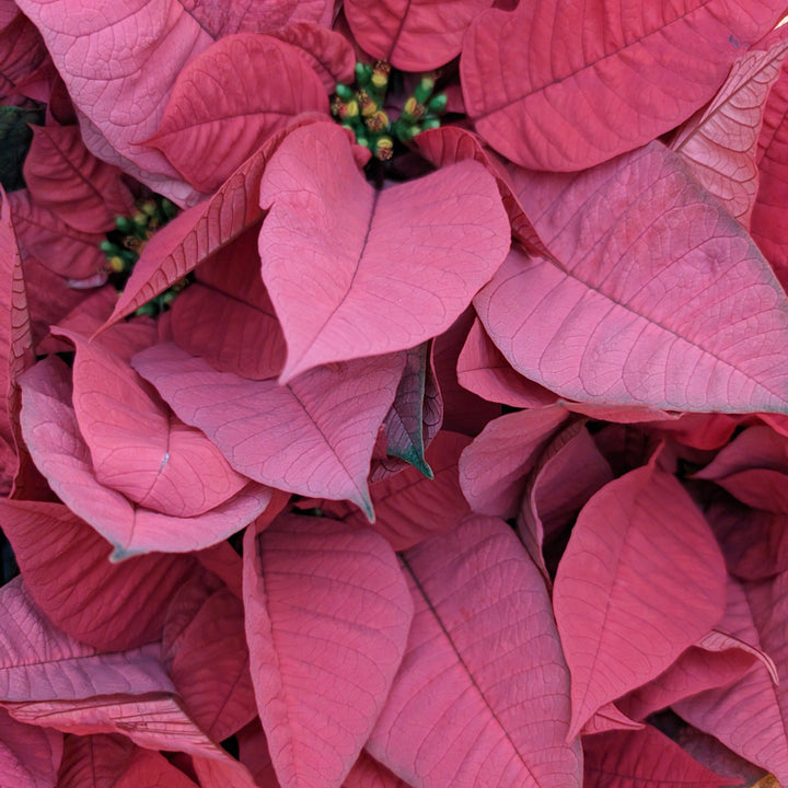 Euphorbia pulcherrima ~ Poinsettia, Pink-ServeScape