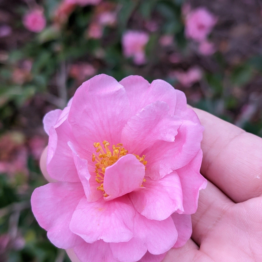 Camellia japonica 'Taylor's Perfection' ~ Taylor's Perfection Camellia-ServeScape