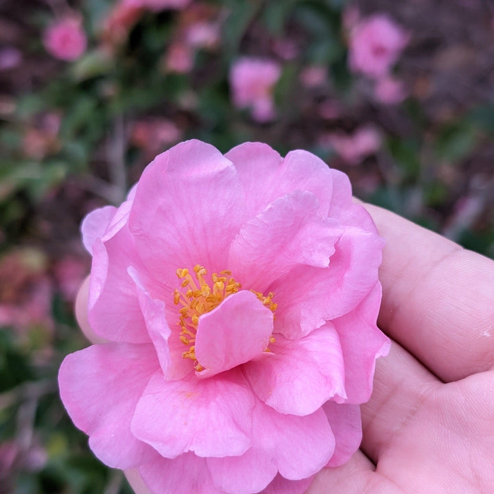Camellia japonica 'Taylor's Perfection' ~ Taylor's Perfection Camellia-ServeScape