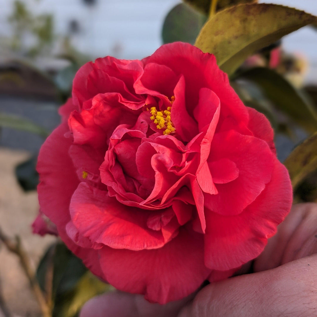 Camellia japonica 'Professor Charles S Sargent' ~ Professor Sargent Camellia-ServeScape