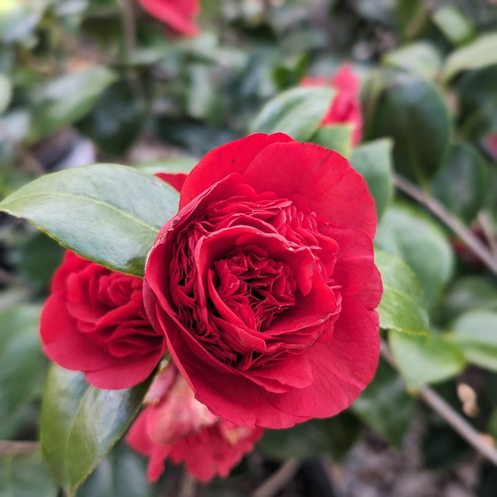 Camellia japonica 'Professor Charles S Sargent' ~ Professor Sargent Camellia-ServeScape
