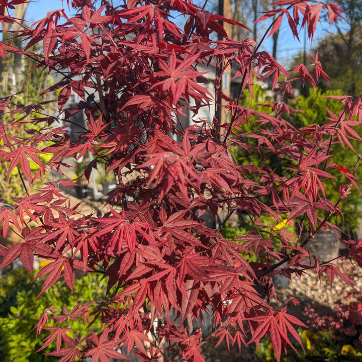 Acer palmatum 'Bloodgood' ~ Japanese Maple 'Bloodgood'-ServeScape
