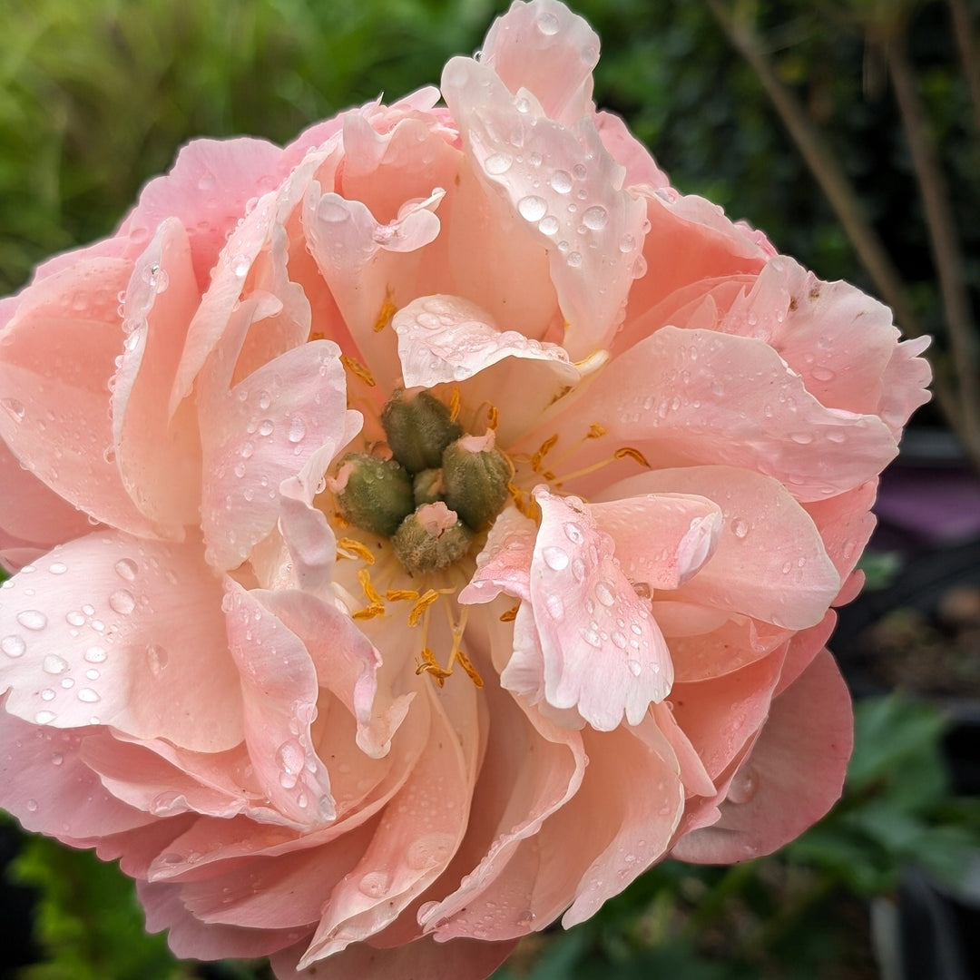 Paeonia 'Madame Emile Debatene' ~ Emile Debatene Peony-ServeScape