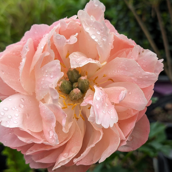 Paeonia 'Madame Emile Debatene' ~ Emile Debatene Peony-ServeScape