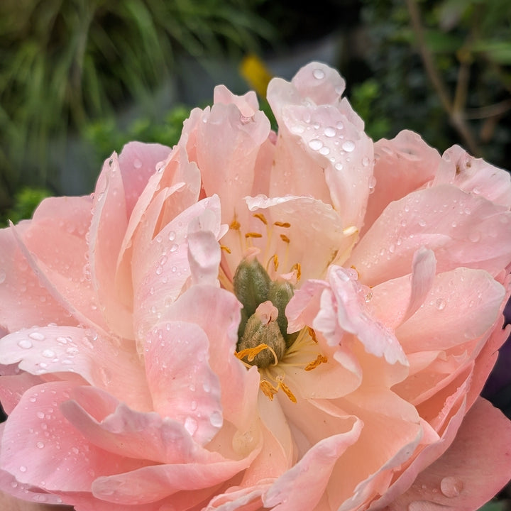 Paeonia 'Madame Emile Debatene' ~ Emile Debatene Peony-ServeScape