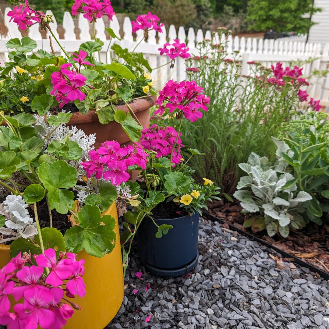 Pelargonium interspecific 'Caliente Lavender Imp' ~ Caliente® Lavender Improved Geranium-ServeScape