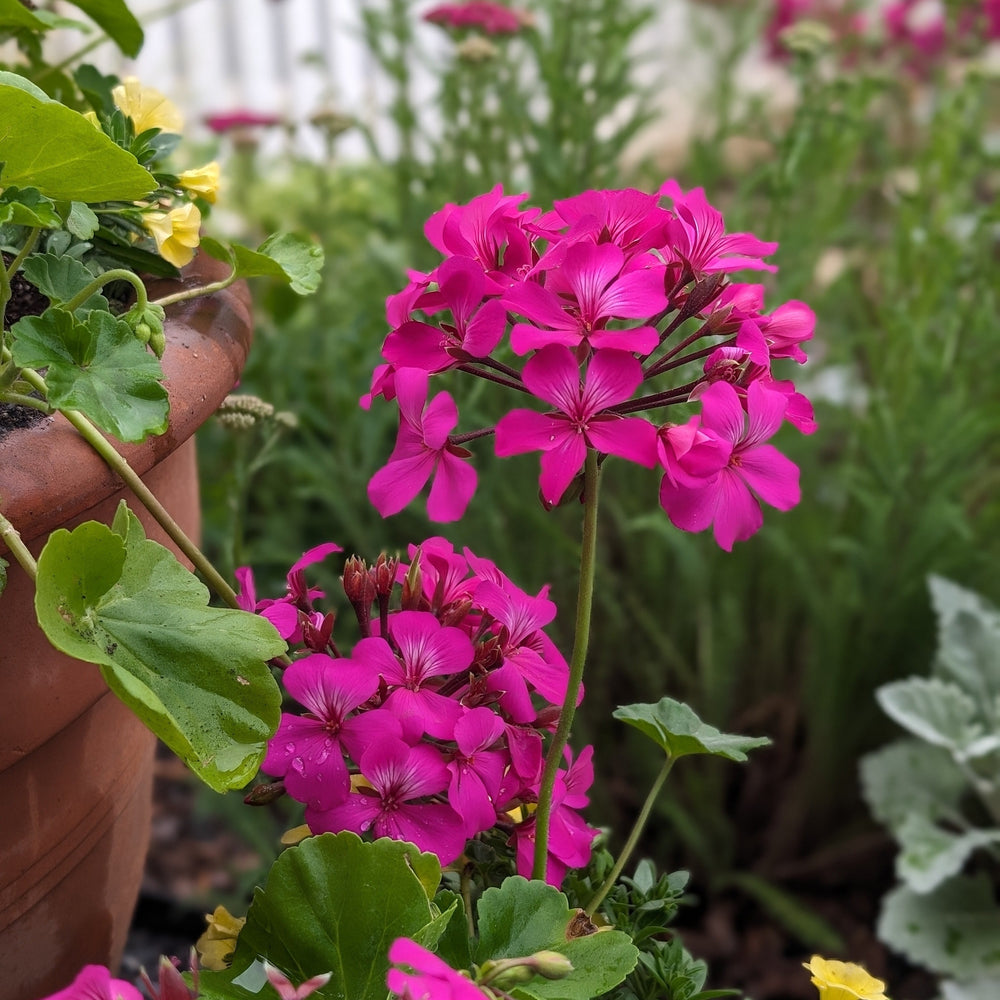 Pelargonium interspecific 'Caliente Lavender Imp' ~ Caliente® Lavender Improved Geranium-ServeScape