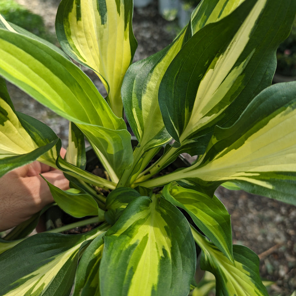 Hosta x 'Enterprise' ~ Monrovia® Enterprise Hosta-ServeScape