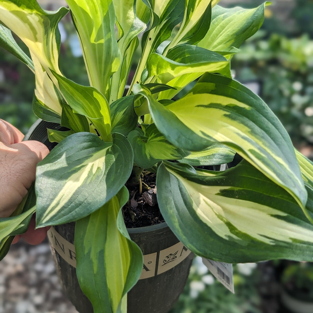 Hosta x 'Enterprise' ~ Monrovia® Enterprise Hosta-ServeScape