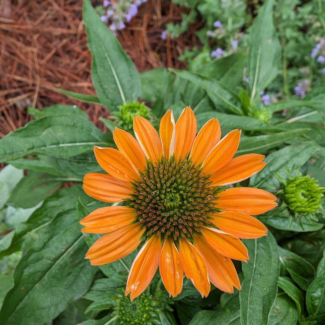 Echinacea x 'Balsomador' PP #26,639 ~ Sombrero® Adobe Orange Improved Coneflower-ServeScape