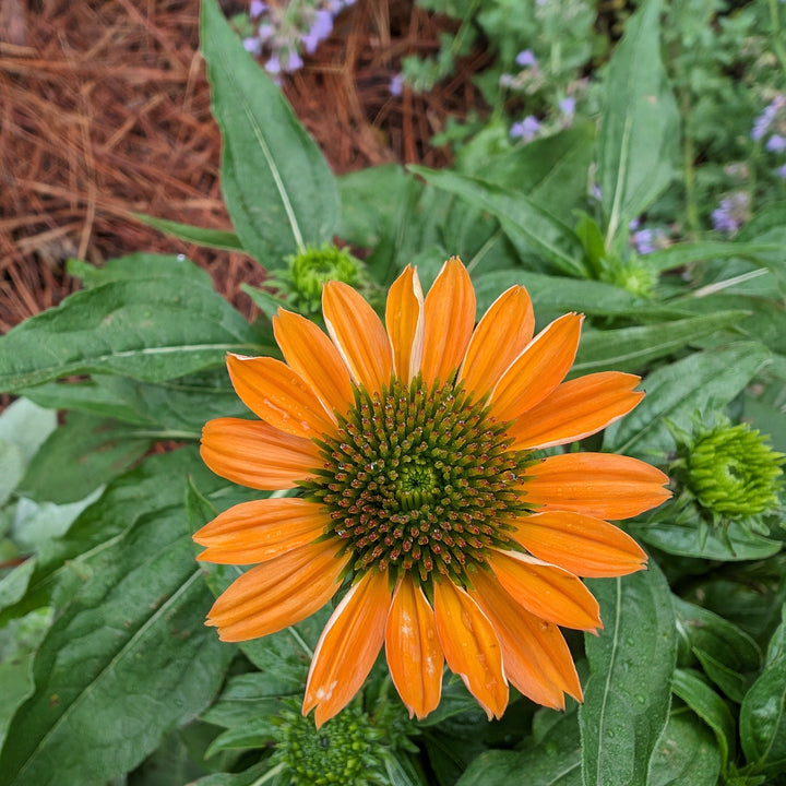 Echinacea x 'Balsomador' PP #26,639 ~ Sombrero® Adobe Orange Improved Coneflower-ServeScape