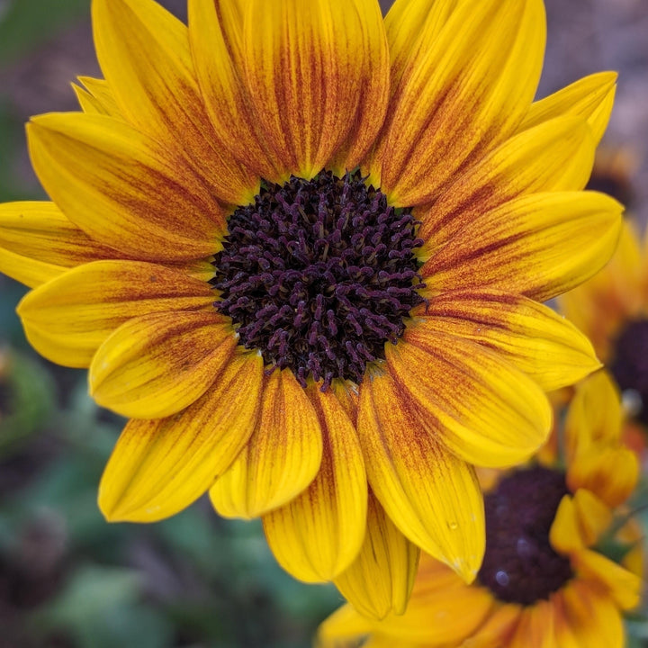 Helianthus x annuus 'TMSNBLEV01' PP #31,423 ~ Monrovia® SunBelievable™ Brown Eyed Girl Helianthus-ServeScape