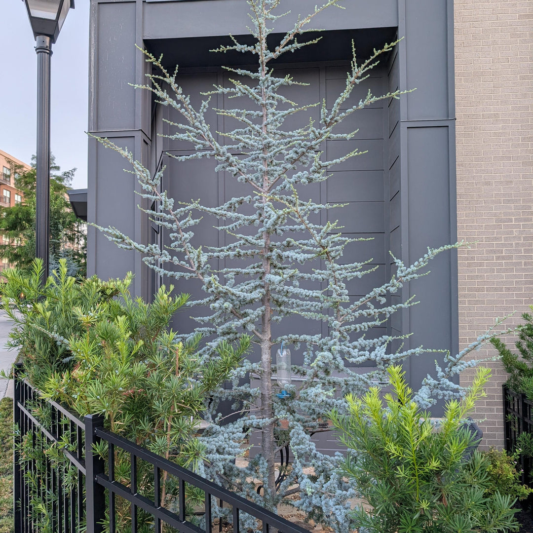 Cedrus deodara ~ Deodar Cedar-ServeScape