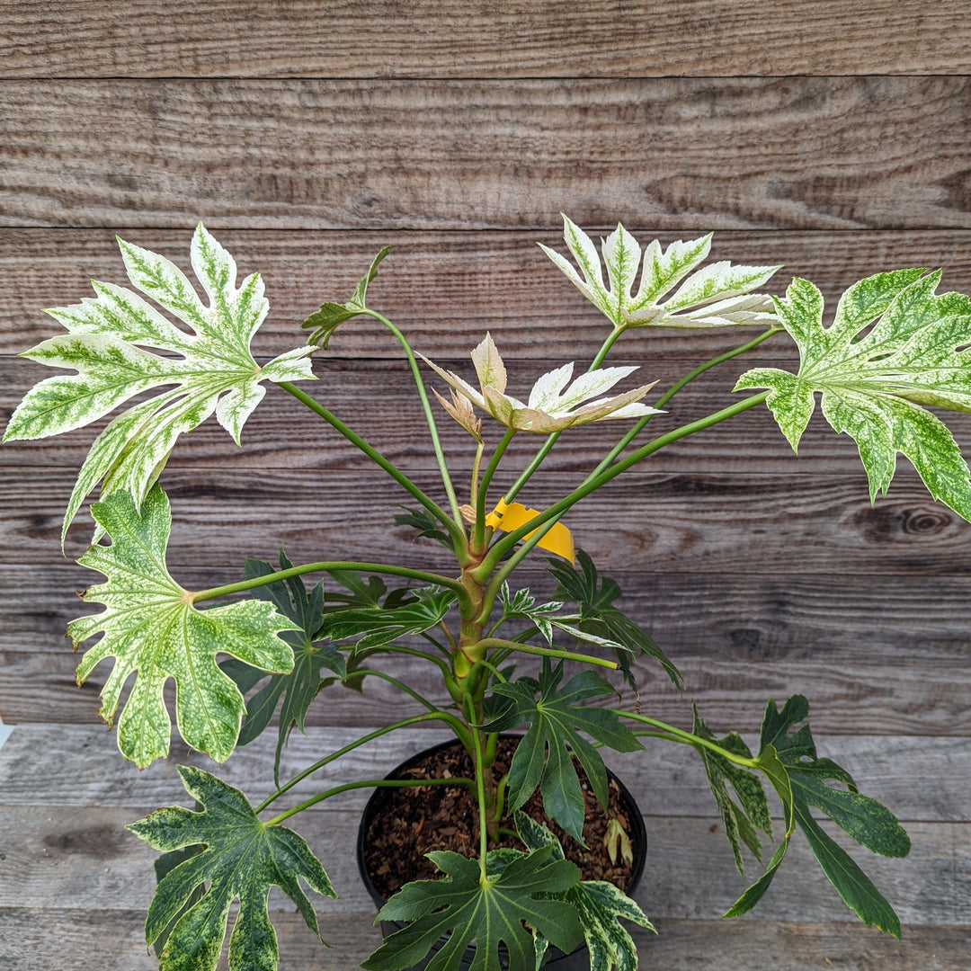 Fatsia japonica 'Spider's Web' ~ Spider's Web Fatsia-ServeScape