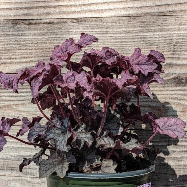 Heuchera x villosa 'TNHEUGA' ~ Monrovia® Grande™ Amethyst Coral Bells, Heuchera-ServeScape