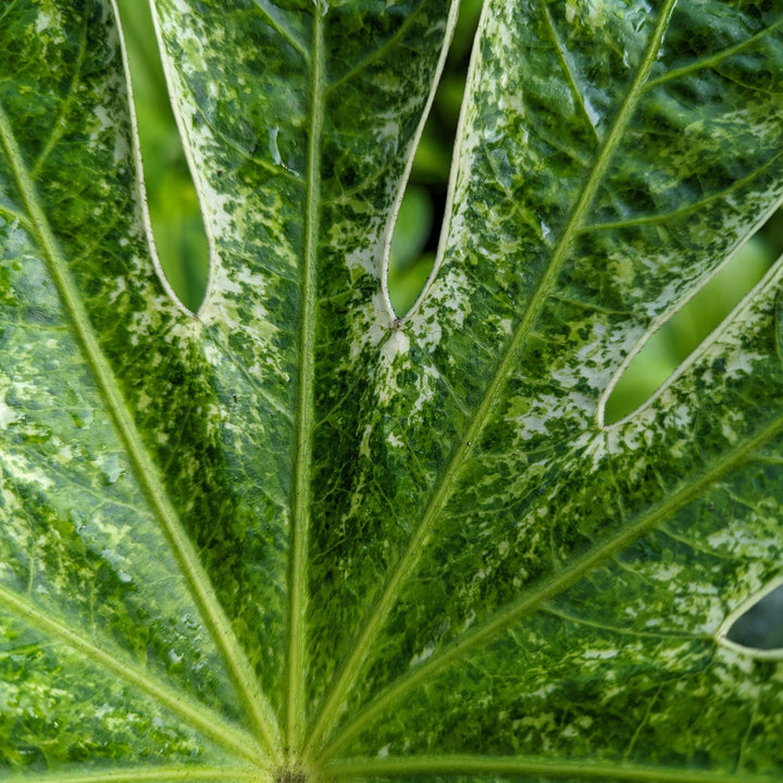 Fatsia japonica 'Spider's Web' ~ Spider's Web Fatsia-ServeScape