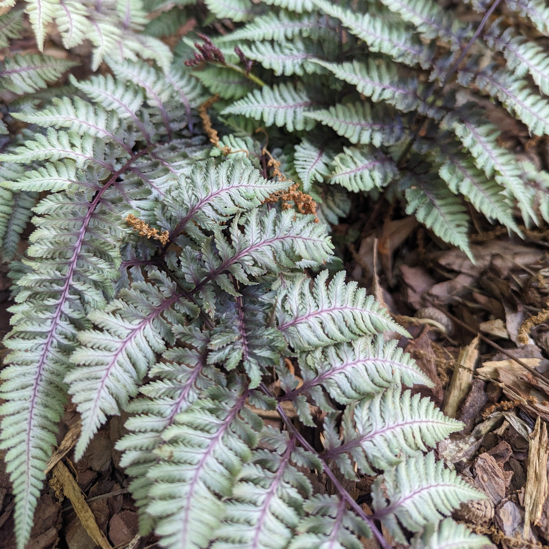 Athyrium niponicum var. pictum ~ Japanese Painted Fern-ServeScape