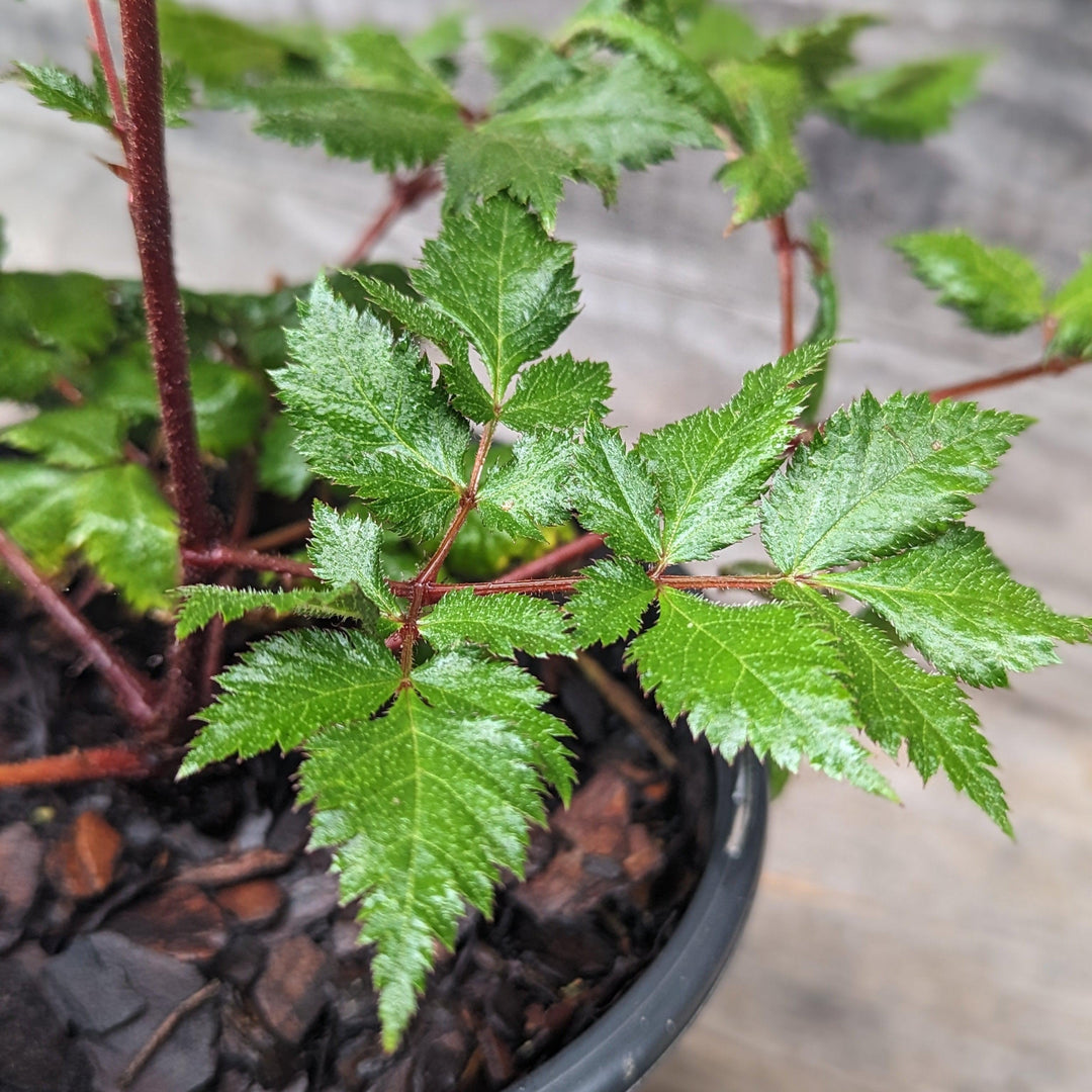 Astilbe chinensis 'Vision in Red' ~ Vision in Red Chinese Astilbe-ServeScape