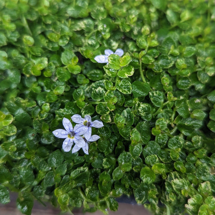 Isotoma fluviatilis ~ Blue Star Creeper-ServeScape