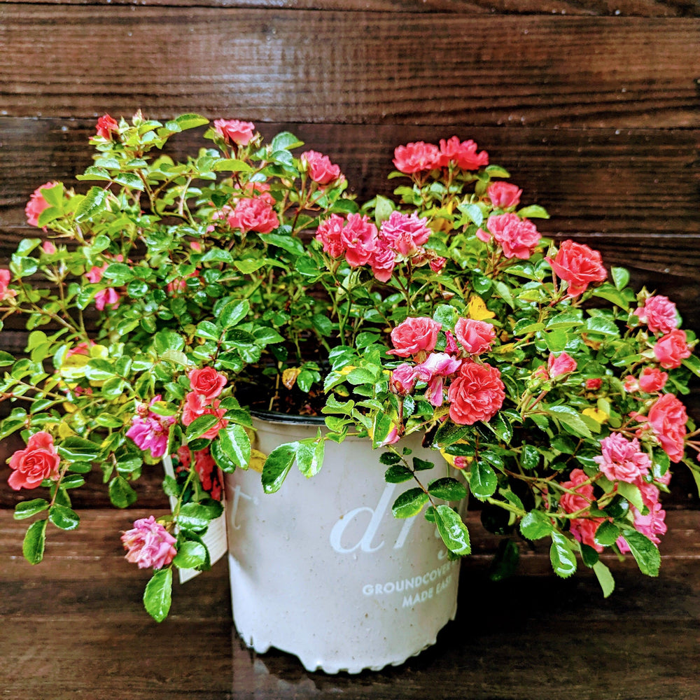 Rosa ‘Meidrifora' PP #19,148 ~ Coral Drift® Rose-ServeScape