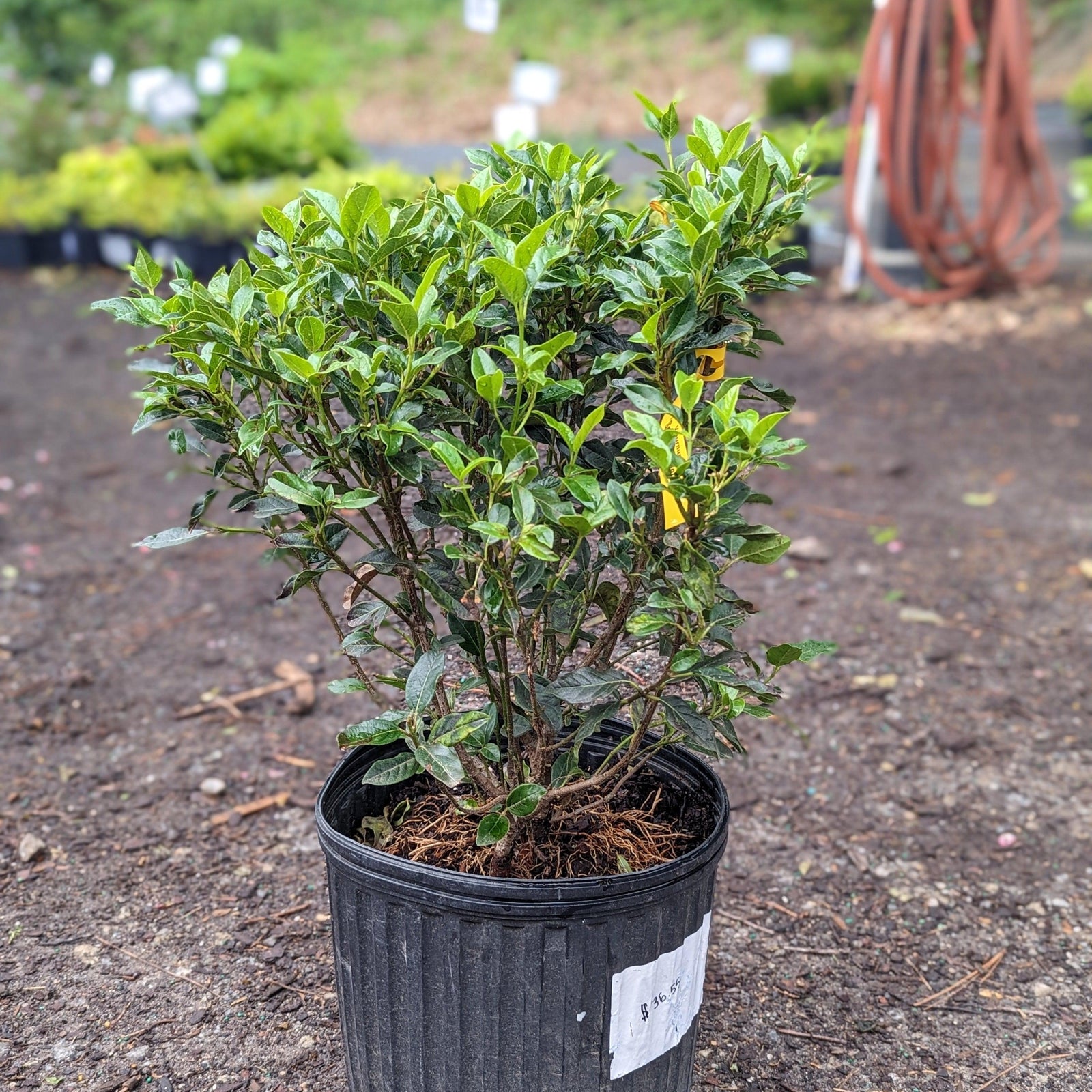 Viburnum tinus 'Spring Bouquet' ~ Spring Bouquet Viburnum, Laurustinus-ServeScape