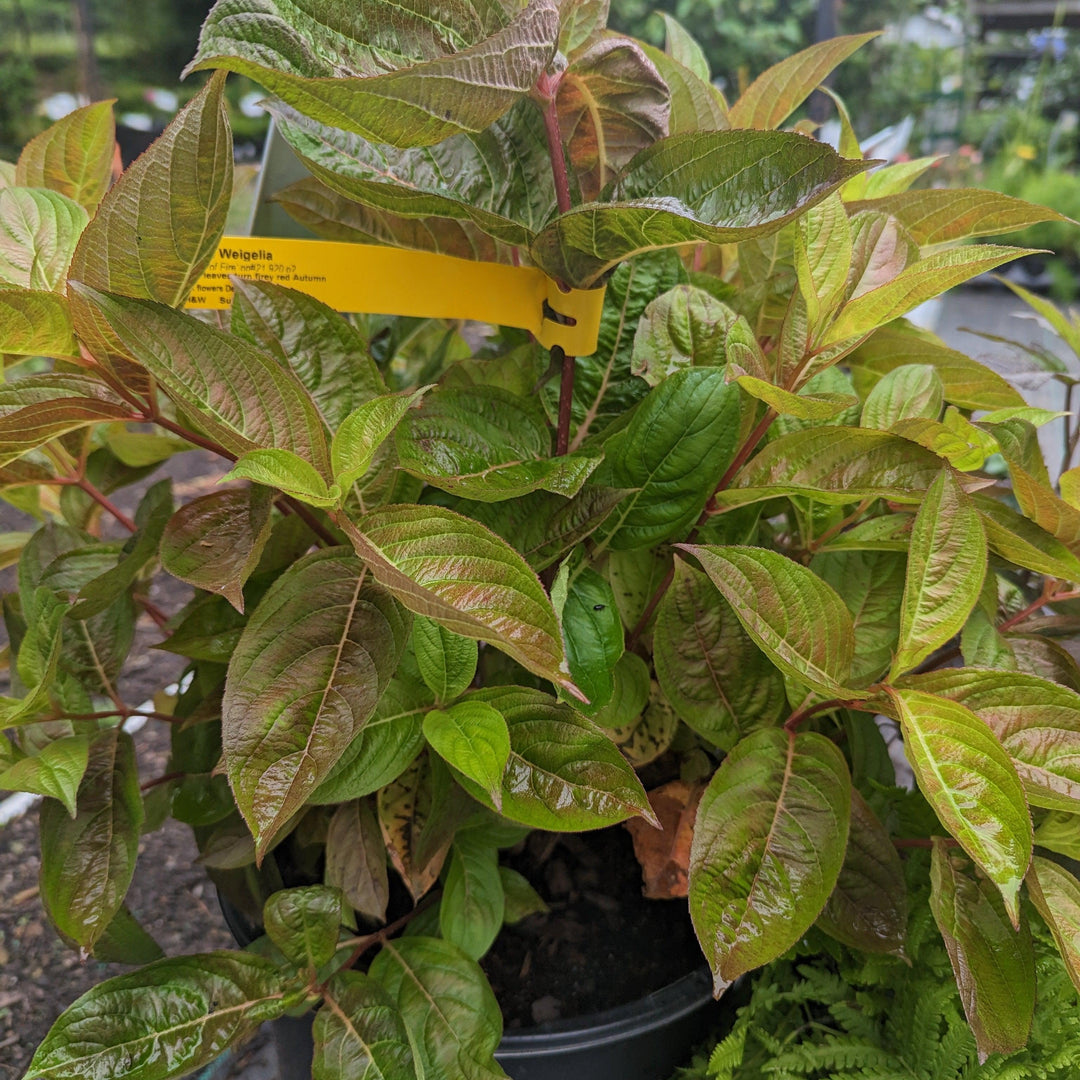 Weigela florida 'Wings of Fire' ~ Wings of Fire Weigela-ServeScape
