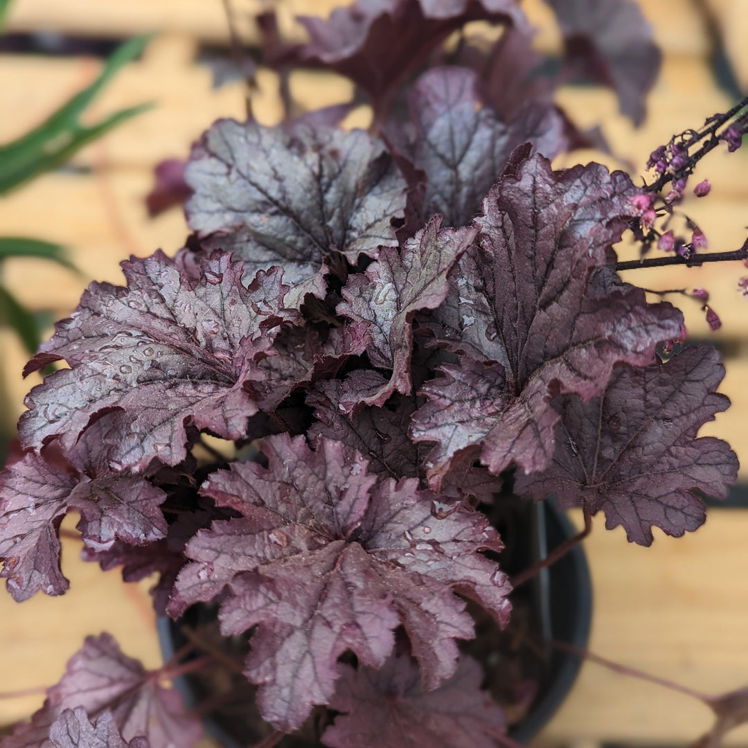 Heuchera 'Grape Expectations' ~ Grape Expectations Coral Bells-ServeScape