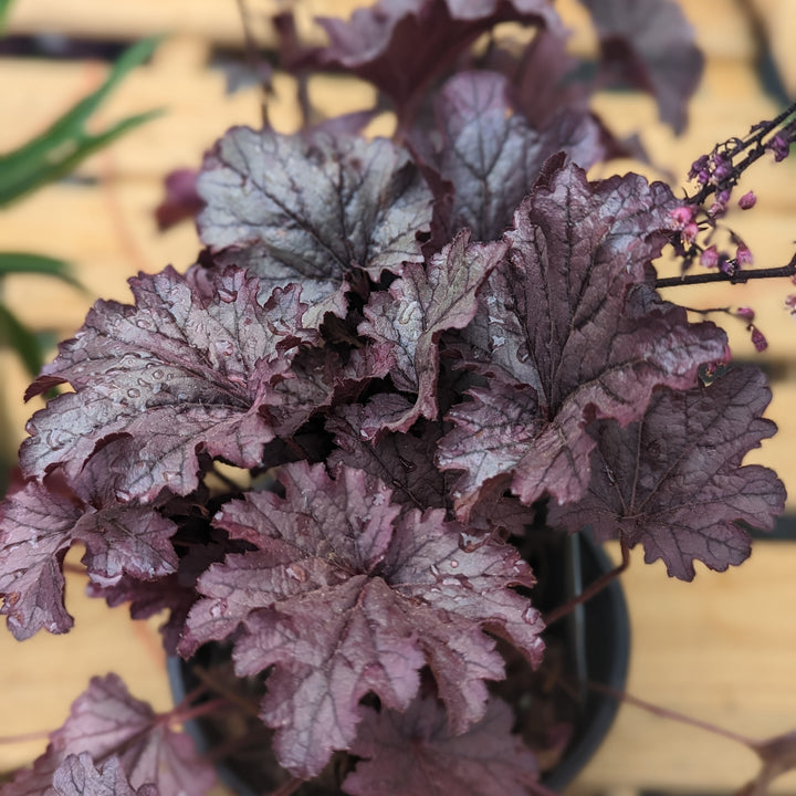 Heuchera 'Grape Expectations' ~ Grape Expectations Coral Bells-ServeScape