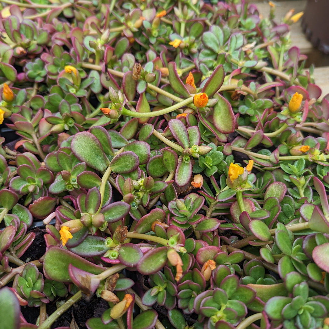 Portulaca oleracea 'KLEPO14825' ~ RioGrande™ Yellow Purslane-ServeScape