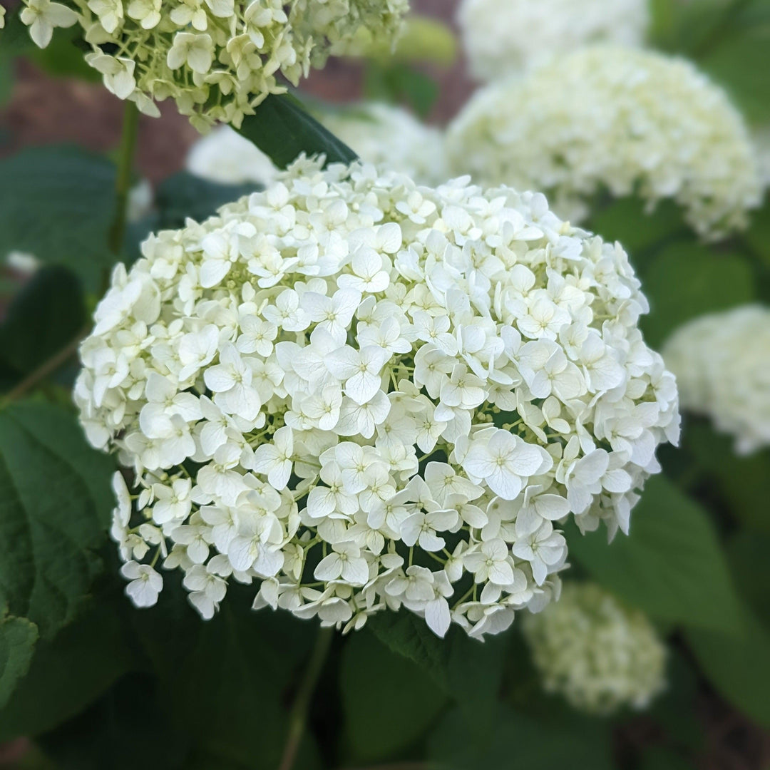Hydrangea arborescens 'Annabelle' ~ Mophead Hydrangea, Annabelle Hydrangea-ServeScape