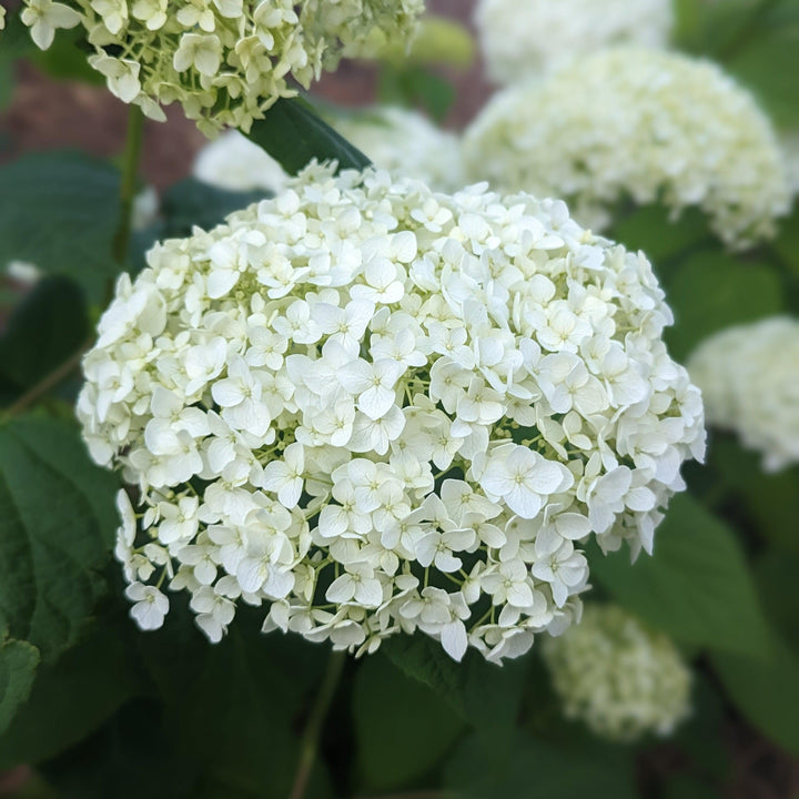 Hydrangea arborescens 'Annabelle' ~ Mophead Hydrangea, Annabelle Hydrangea-ServeScape