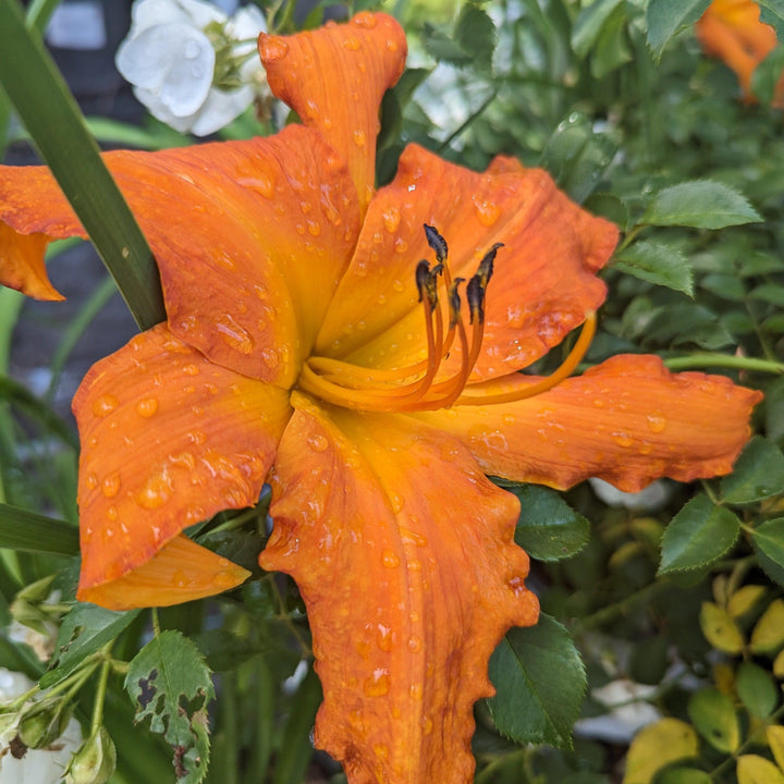 Hemerocallis 'Primal Scream' ~ Rainbow Rhythm® 'Primal Scream' Daylily-ServeScape