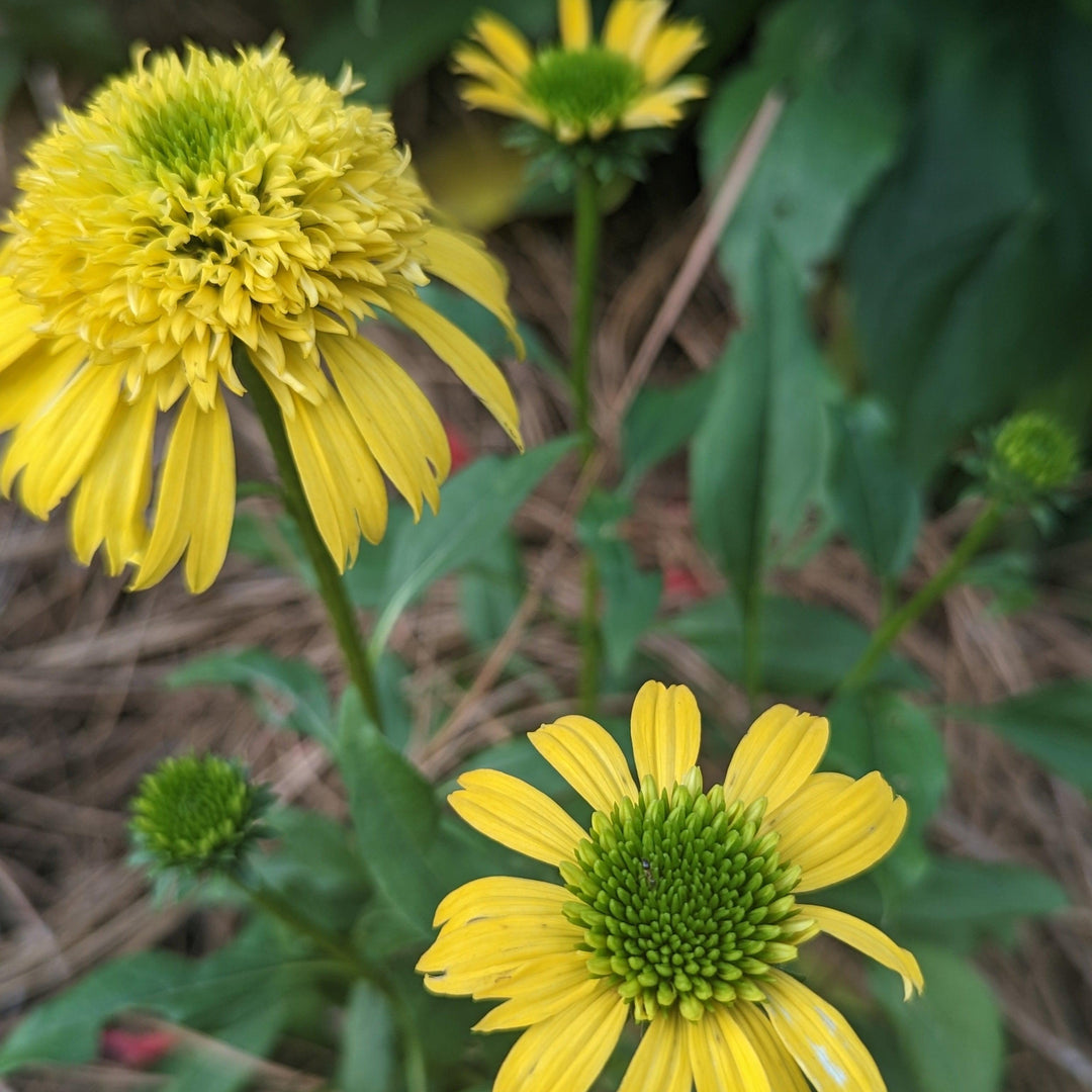 Echinacea 'Lemon' ~ Sunny Days™ Lemon Coneflower-ServeScape