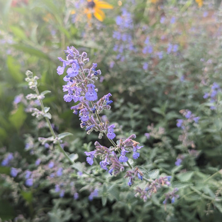 Nepeta racemosa 'Walker's Low' ~ Walker's Low Catmint-ServeScape