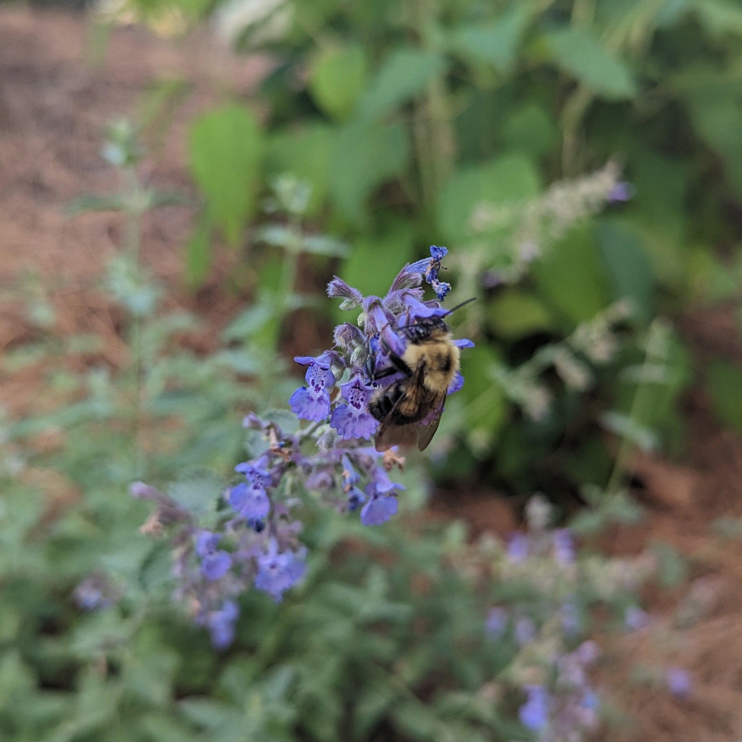 Nepeta racemosa 'Walker's Low' ~ Walker's Low Catmint-ServeScape