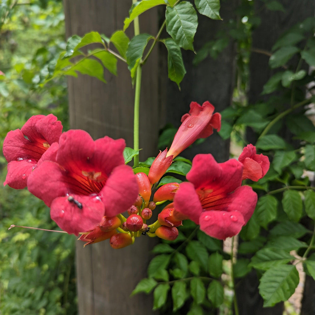 Campsis radicans 'Flamenco' ~ Flamenco Trumpet Creeper-ServeScape