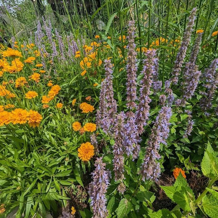 Agastache foeniculum ~ Anise Purple Hyssop-ServeScape