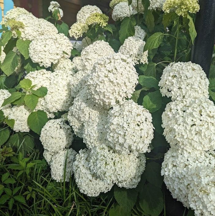 Hydrangea arborescens 'Annabelle' ~ Mophead Hydrangea, Annabelle Hydrangea-ServeScape