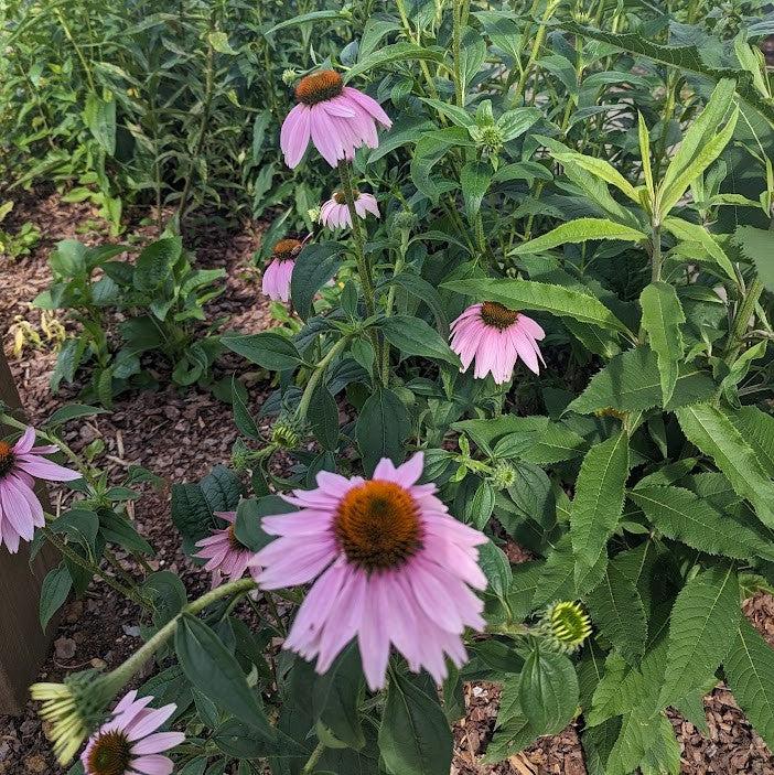 Echinacea purpurea ~ Purple Coneflower-ServeScape