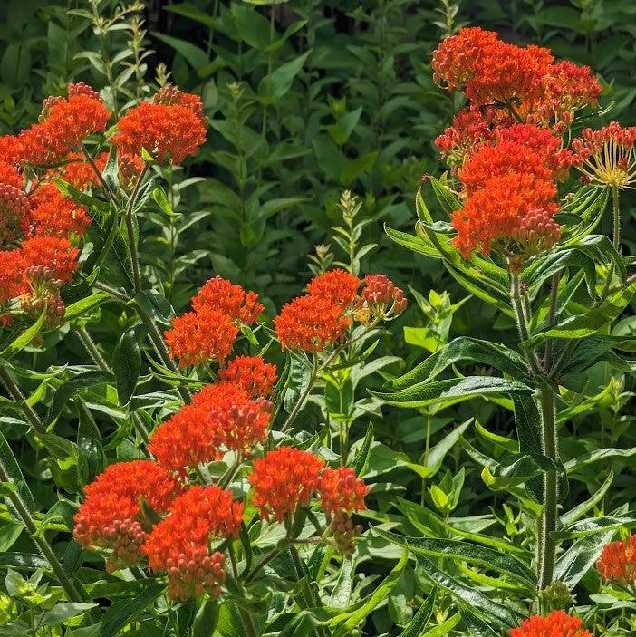 Asclepias tuberosa ~ Butterfly Weed-ServeScape
