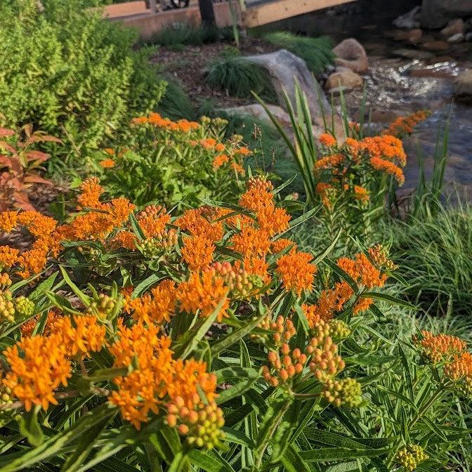 Asclepias tuberosa ~ Butterfly Weed-ServeScape
